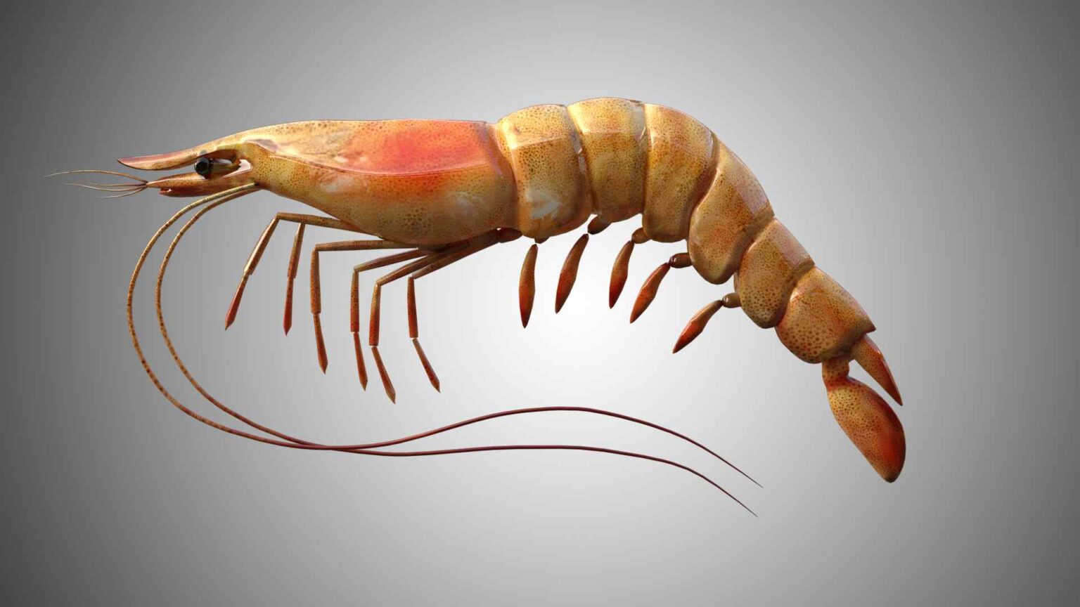 Shrimp 3D Model Rigged And Low Poly Game Ready