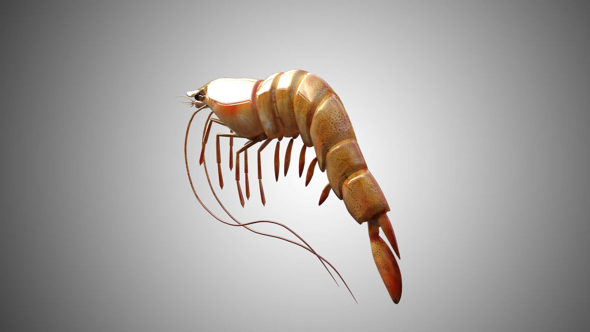 Shrimp 3D Model Rigged and Low Poly Game ready