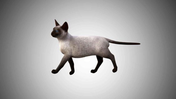 Siamese cat 3d model