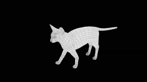 Siamese cat 3d model