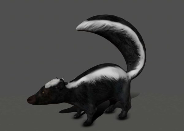 Skunk 3d model