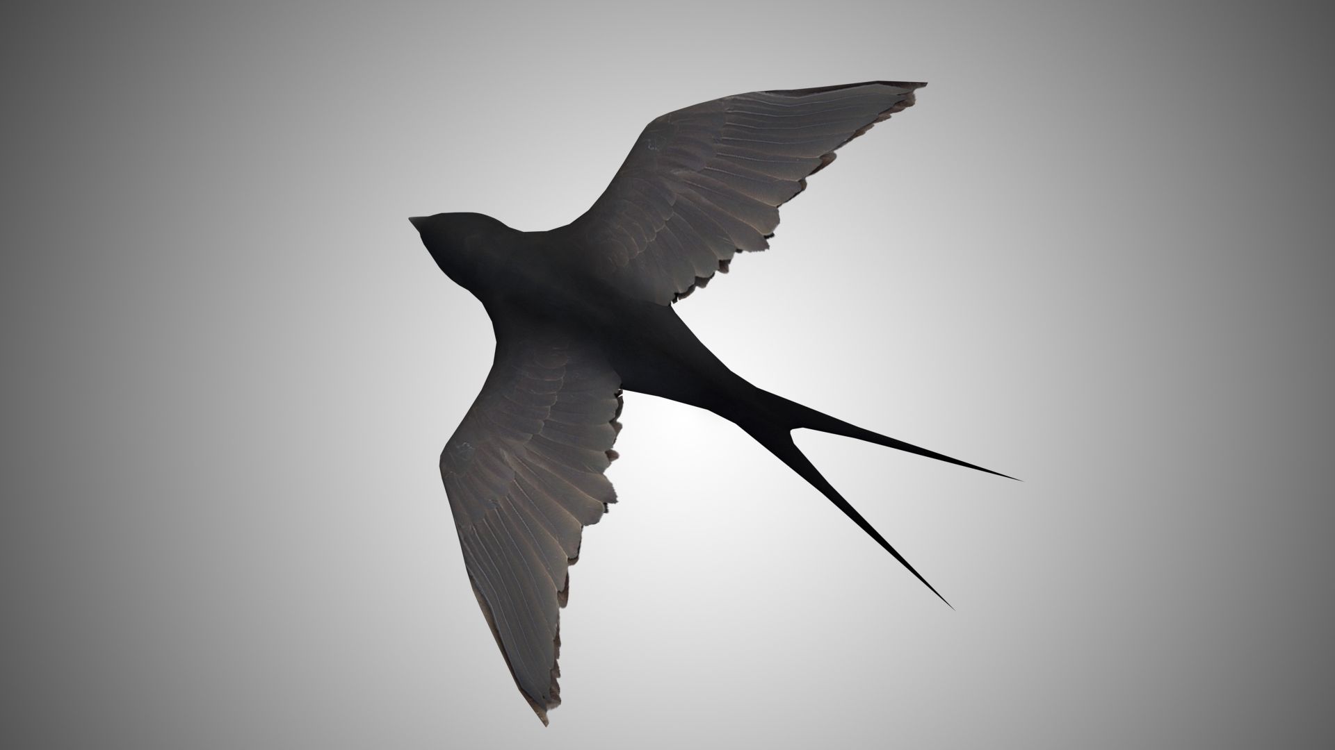 Swallow 3D Model Rigged and Low Poly Game ready - Team 3d Yard