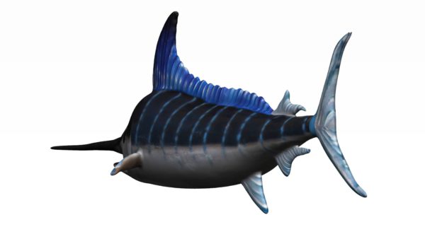 Swordfish 3d model