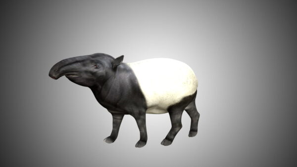 Tapir 3d model