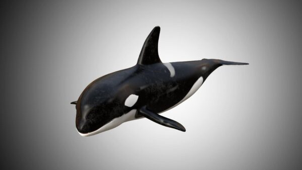 Whale 3d model