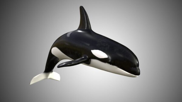 Whale 3d model