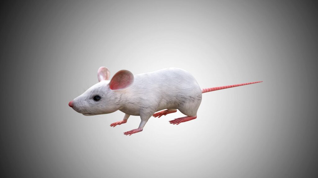 White Mouse 3D Model Rigged and Low Poly Game ready - Team 3d Yard