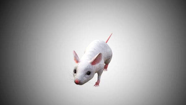 White mouse 3d model