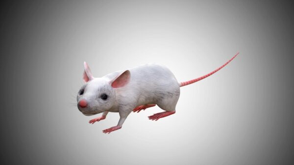 White mouse 3d model