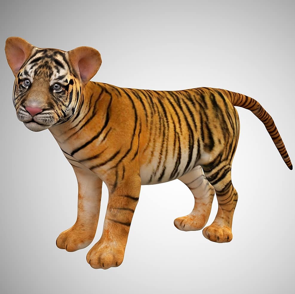 Animated Tiger Siberian 3d Model