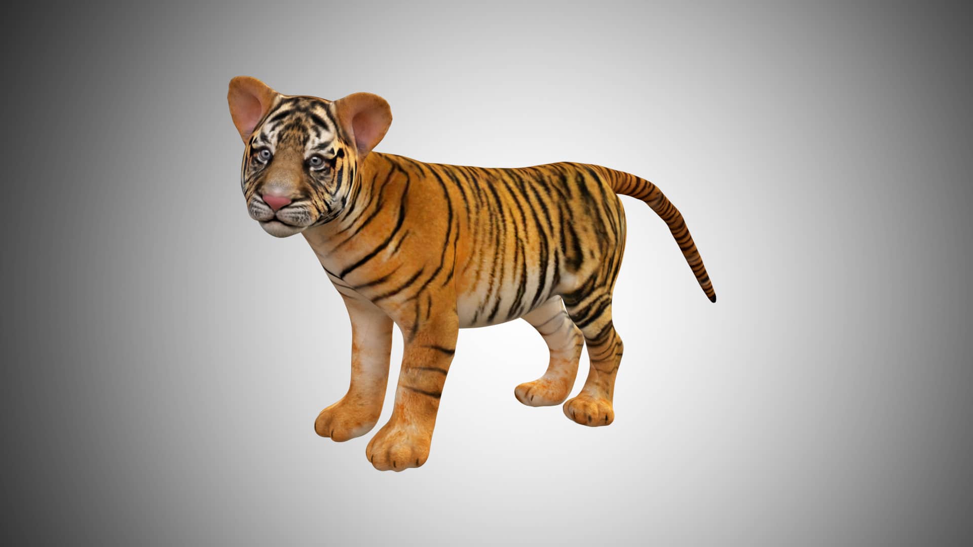 Baby Tiger Cub 3D Model Rigged Low Poly Game ready - Team 3d Yard