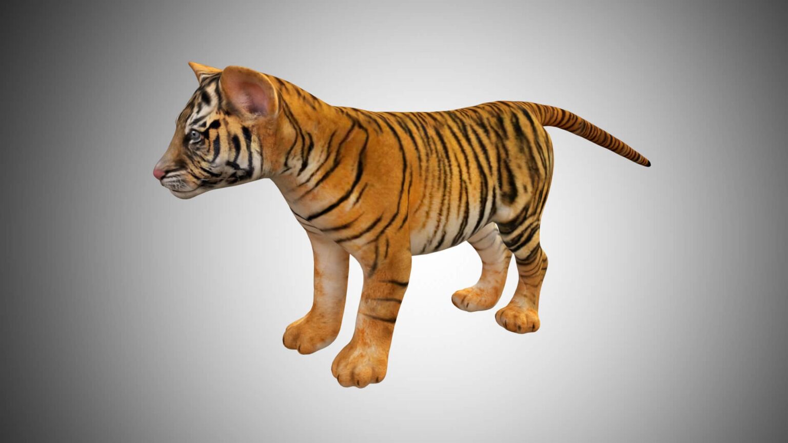 Baby Tiger Cub 3D Model Rigged Low Poly Game ready - Team 3d Yard