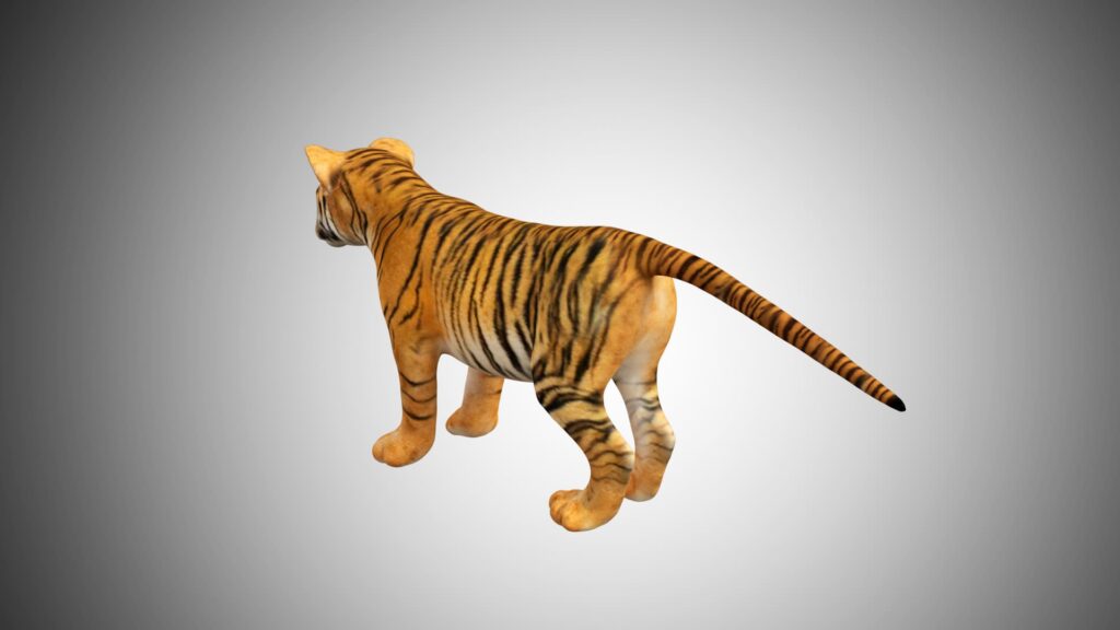 Baby Tiger Cub 3D Model Rigged Low Poly Game ready - Team 3d Yard