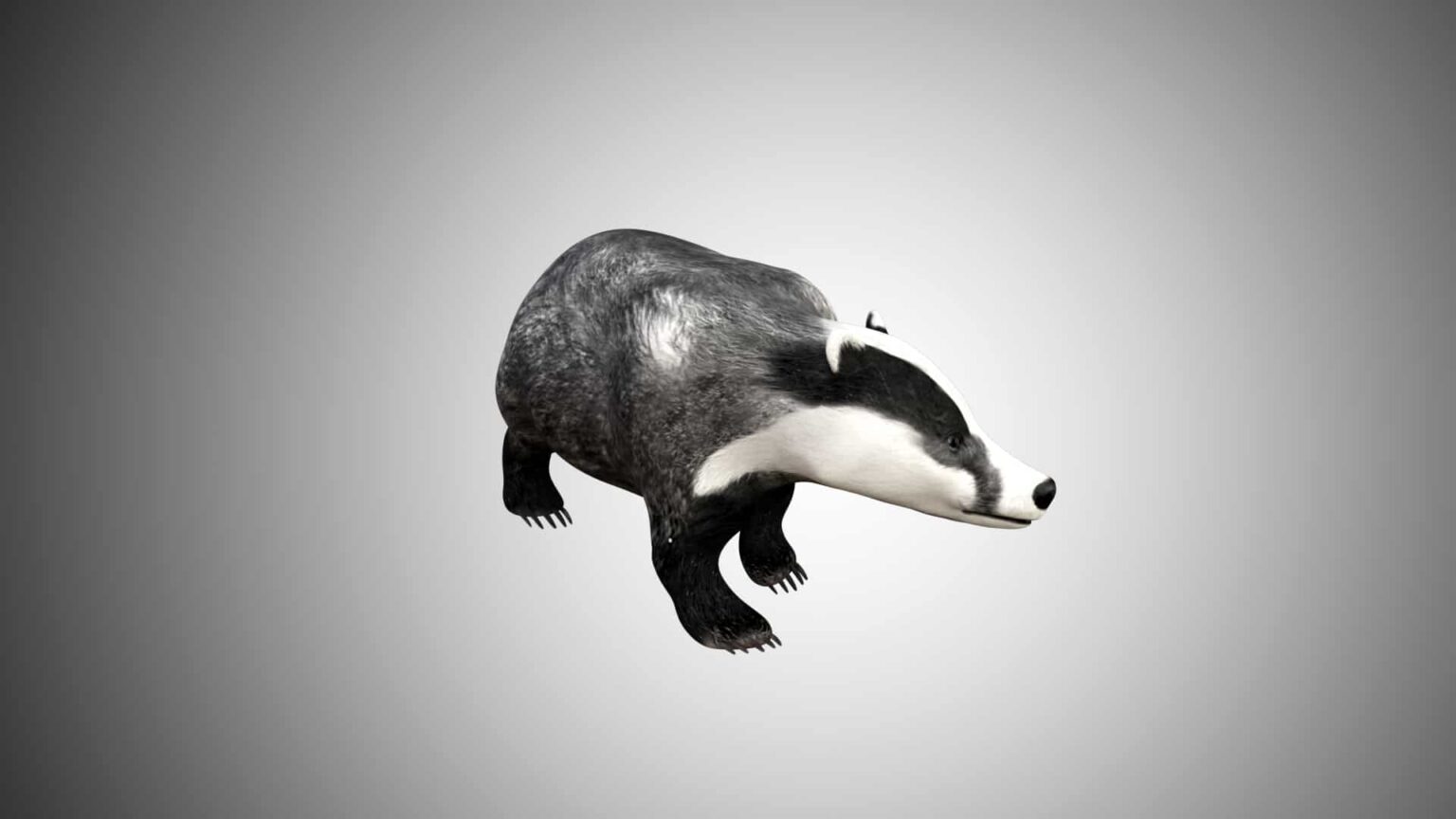 Badger 3d Model Rigged Low Poly - Team 3d Yard