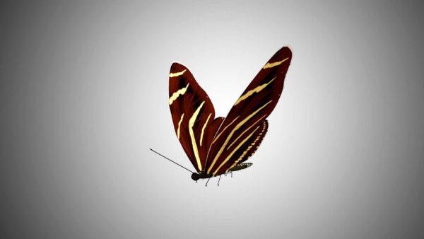 butterfly 3d model
