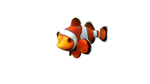 clownfish 3d model