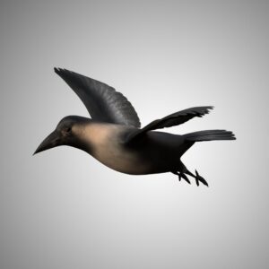 flying crow 3d model