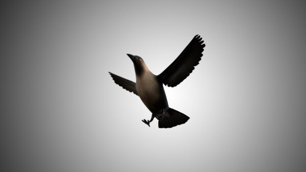 flying crow 3d model