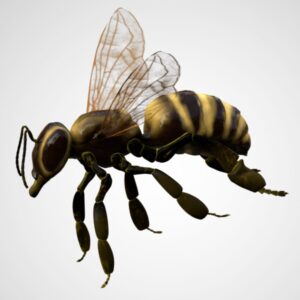 honeybee 3d model