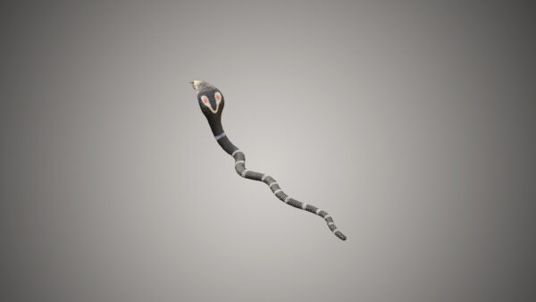 king cobra 3d model