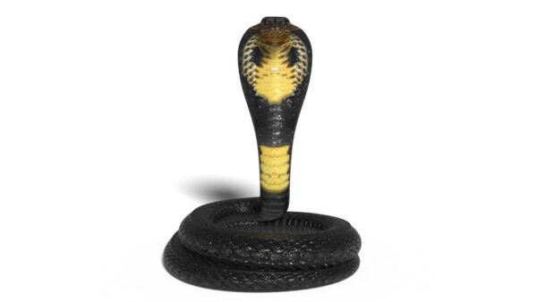 king cobra 3d model