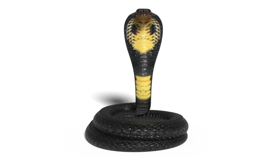 King Cobra 3D Model Rigged and Low Poly Game ready - Team 3d Yard