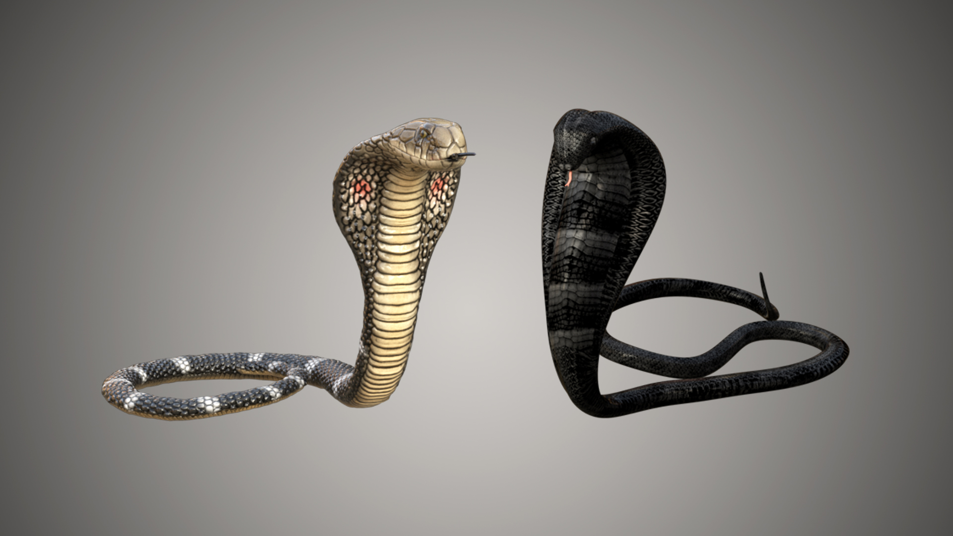 Cobra Snake | 3D Print Model