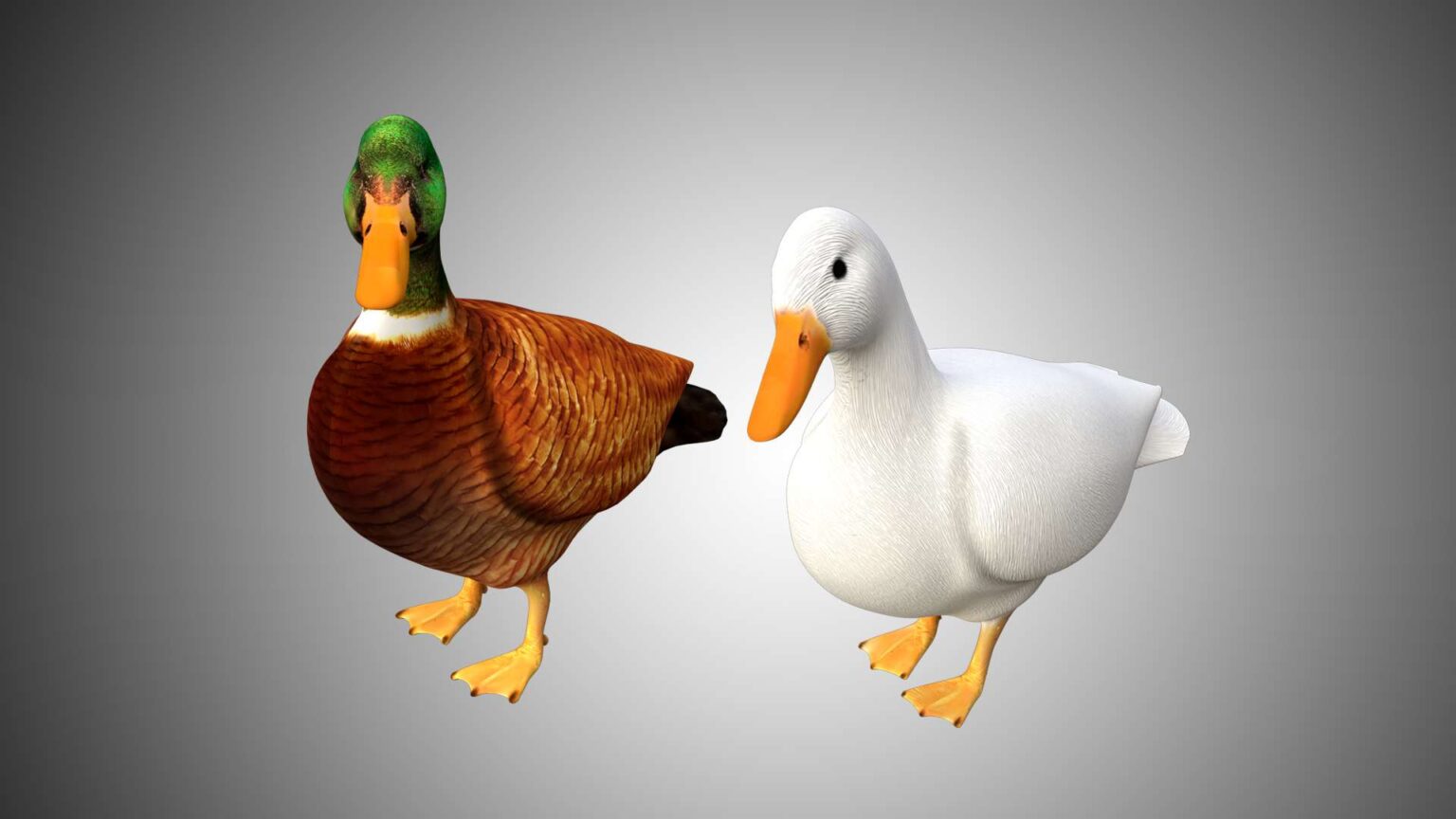 Mallard Duck 3d Model Collection Rigged And Low Poly Game Ready