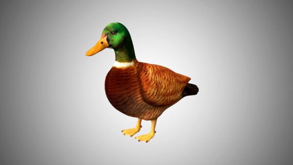 mallard duck 3d model