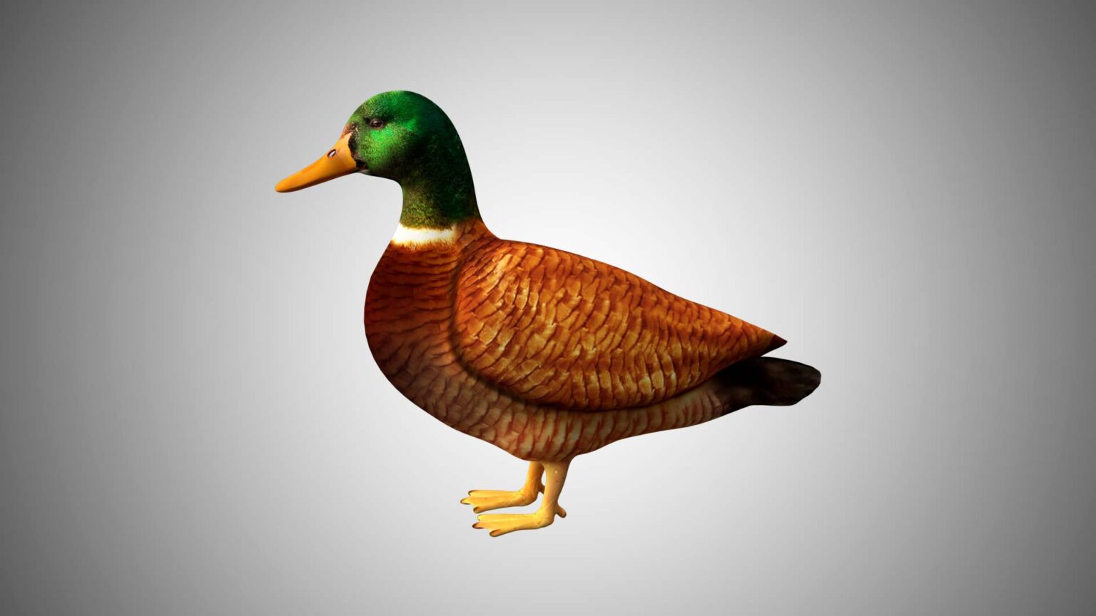 Mallard Duck 3d Model Collection Rigged And Low Poly Game Ready