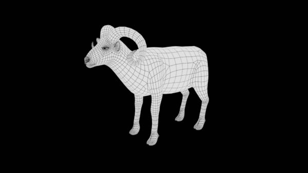 marco polo horned sheep