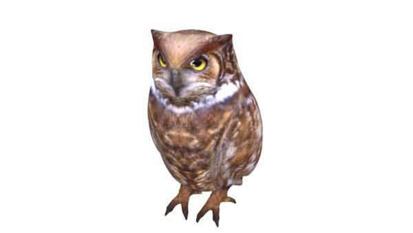 brown owl 3d model