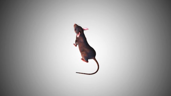 Rat 3d model