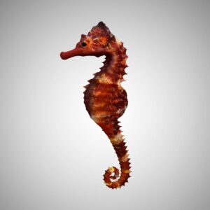 seahorse 3d model