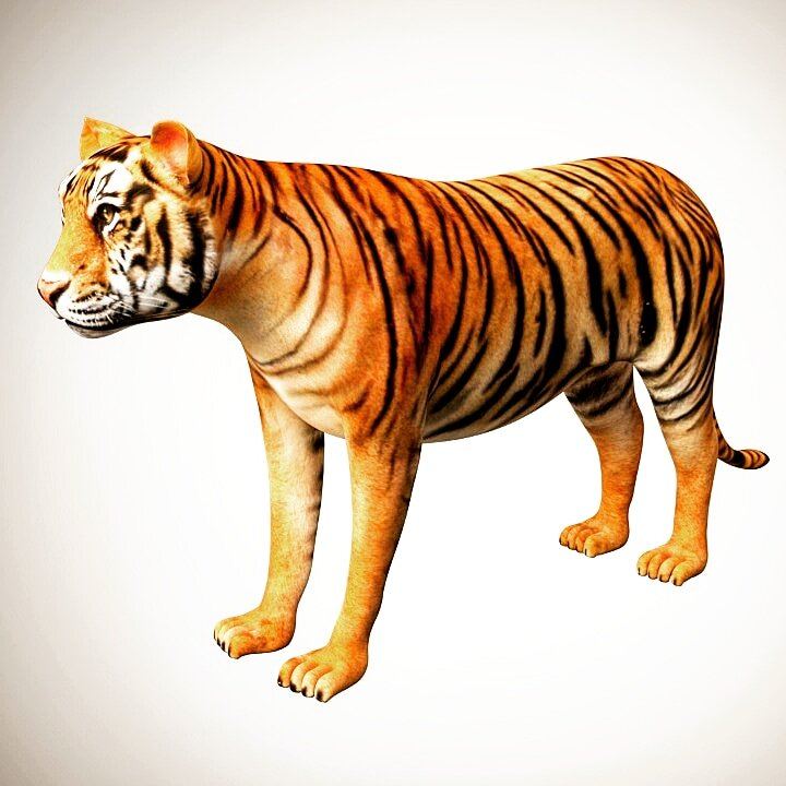 Realistic Tiger 3d Model