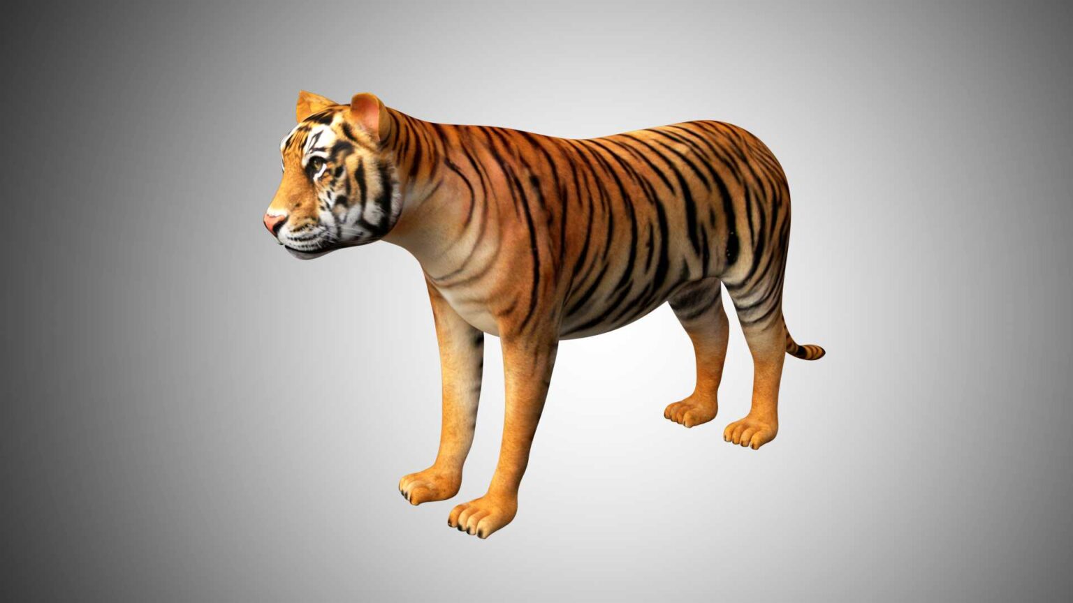 Bengal Tiger 3D Model Rigged and Low Poly Game ready