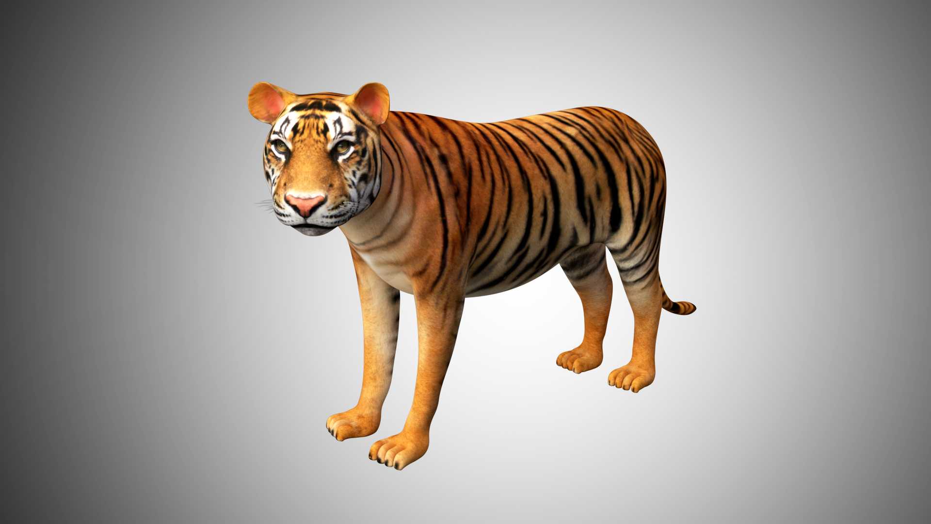 Bengal Tiger 3D Model Rigged and Low Poly Game ready - Team 3d Yard