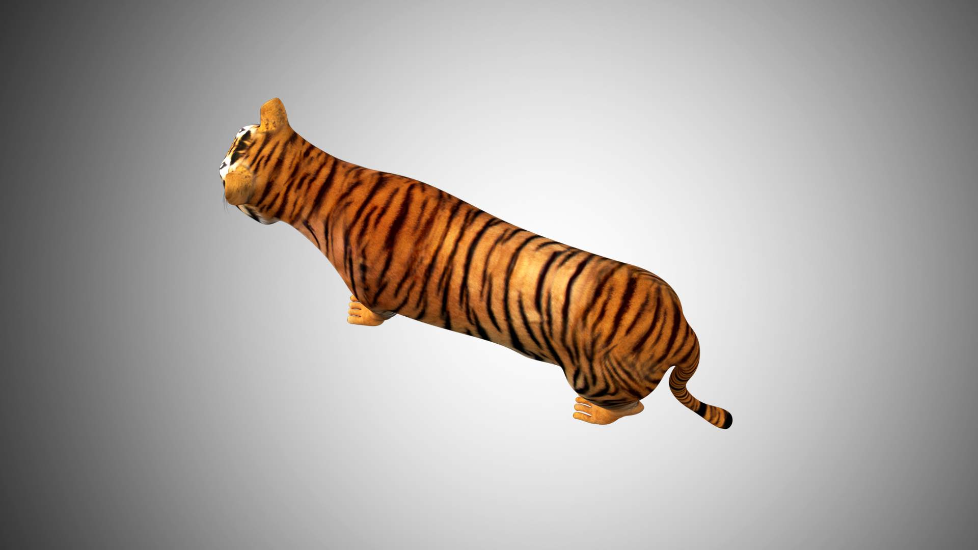 tiger white tiger bengal tiger wild life nature Low-poly 3D Model