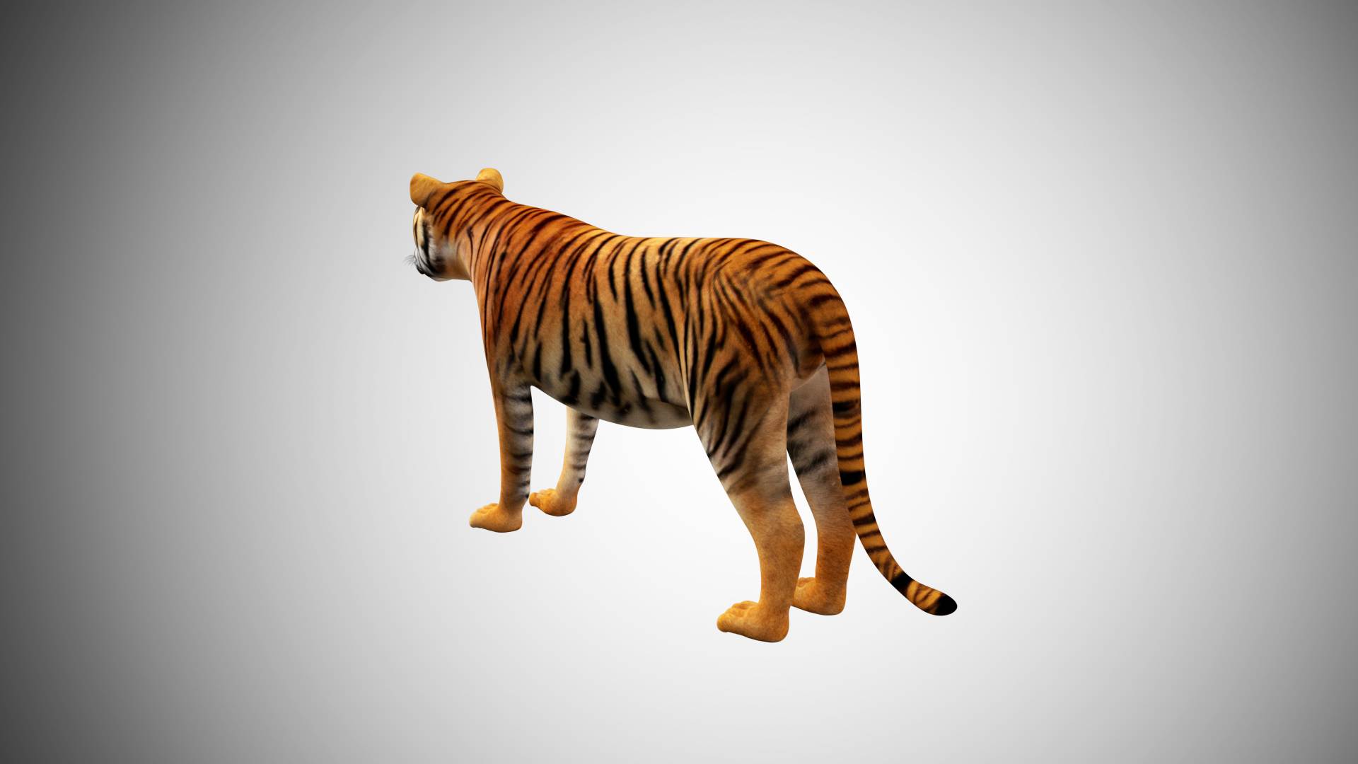 OBJ file TIGER DOWNLOAD Bengal TIGER 3d model animated for blender