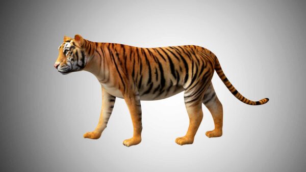 Bengal Tiger 3d model