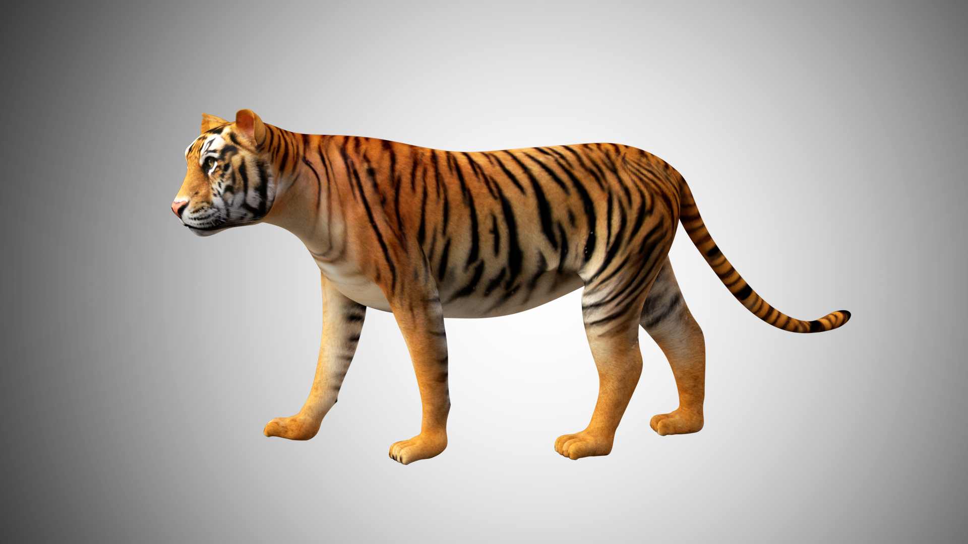 Bengal Tiger 3D Model - 3DCADBrowser