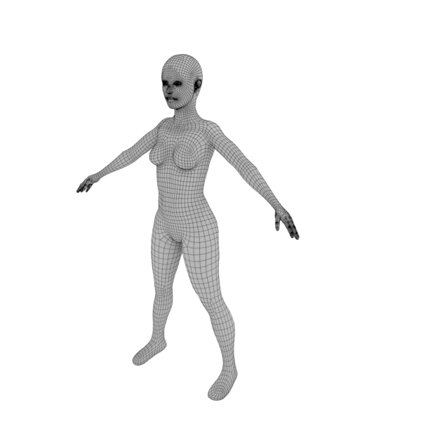 female anatomy 3d model