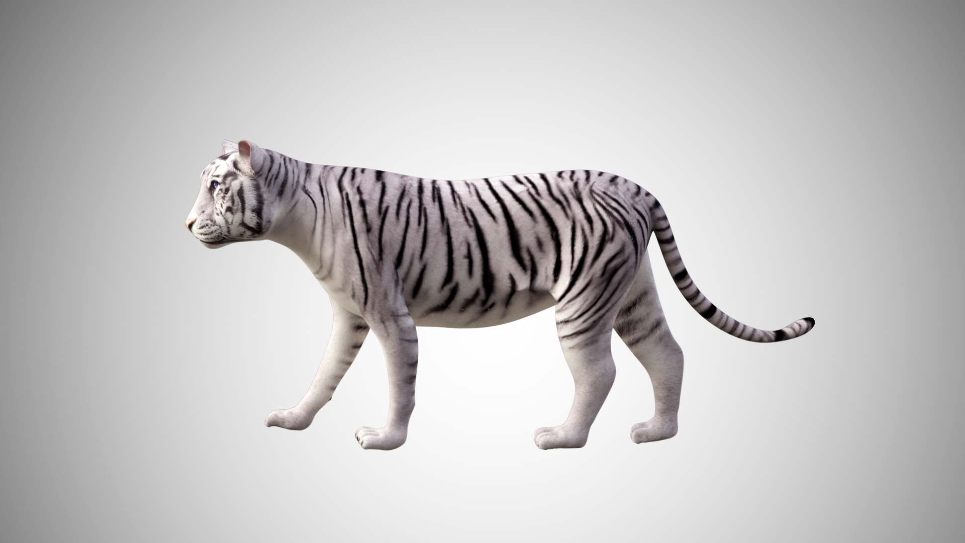 modèle 3D de Tigre blanc de Sumatra Low Poly gréé très détaillé et