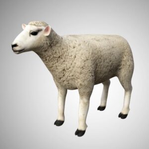wool sheep 3d model