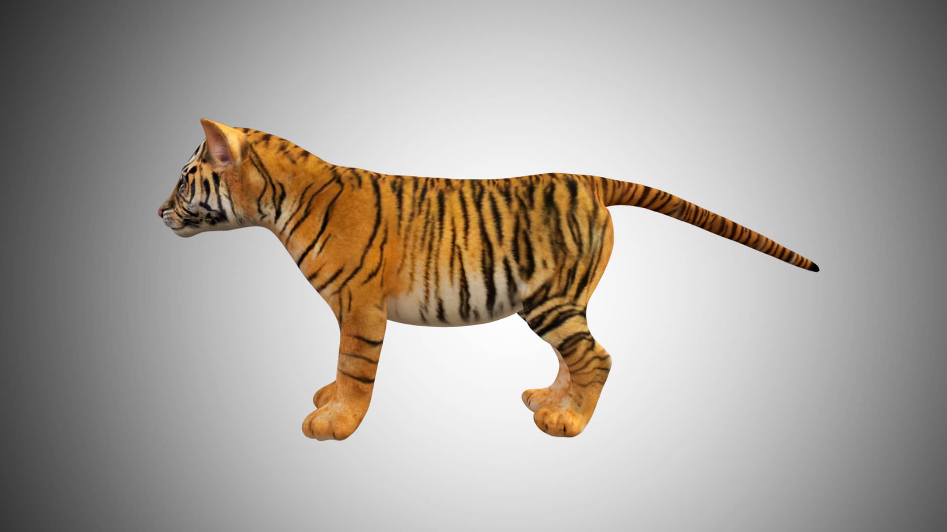 Tiger Collection 3D Model Rigged and Low poly Game ready