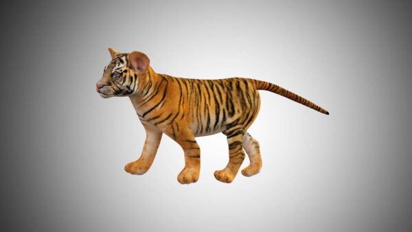 Baby lion tiger 3d model