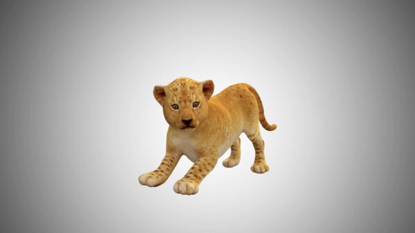 Baby lion tiger 3d model
