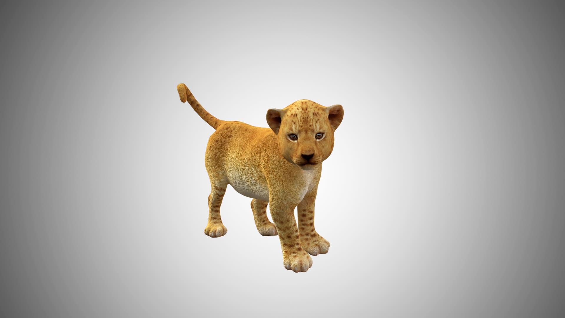 Tiger Cub Animal - 3D Model by Nyilonelycompany