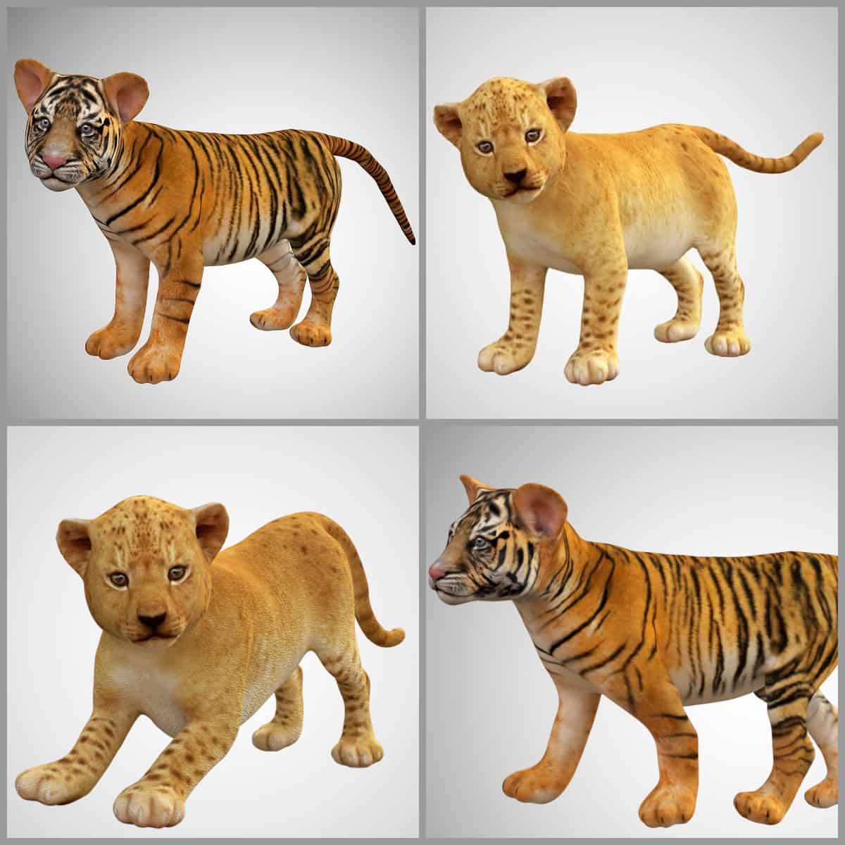 3d realistic low poly rigged high detailed bengal tiger model Low-poly 3D  Model