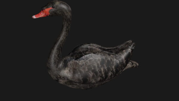 Black swan 3d model